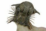 Spiny Lichid (Acanthopyge) Trilobite - Insane Preparation! #252530-2